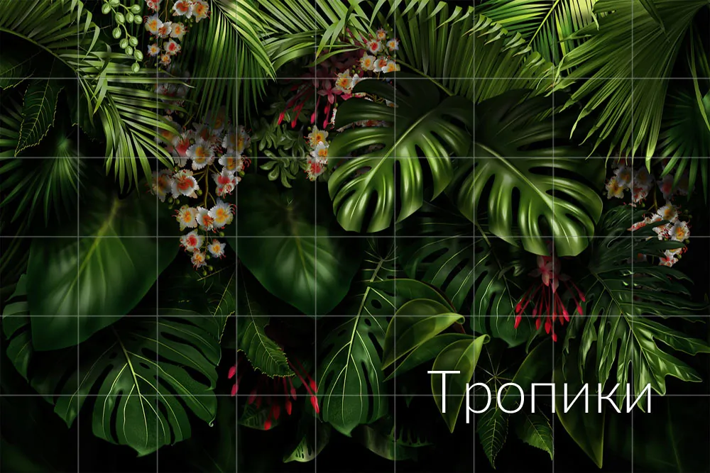 Тропики